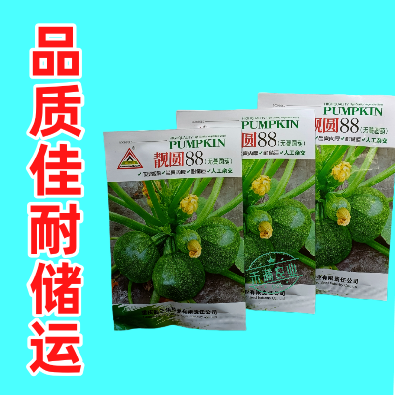 早熟无蔓圆葫南瓜种子靓圆88矮生嫩南瓜西葫芦种籽圆球形高