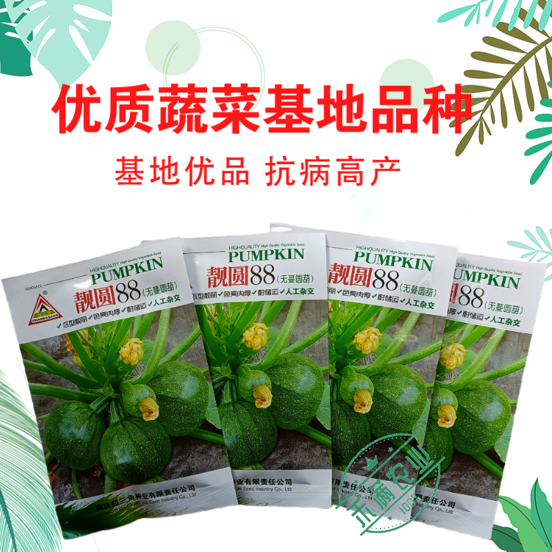 早熟无蔓圆葫南瓜种子靓圆88矮生嫩南瓜西葫芦种籽圆球形高