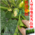 早熟无蔓圆葫南瓜种子靓圆88矮生嫩南瓜西葫芦种籽圆球形高