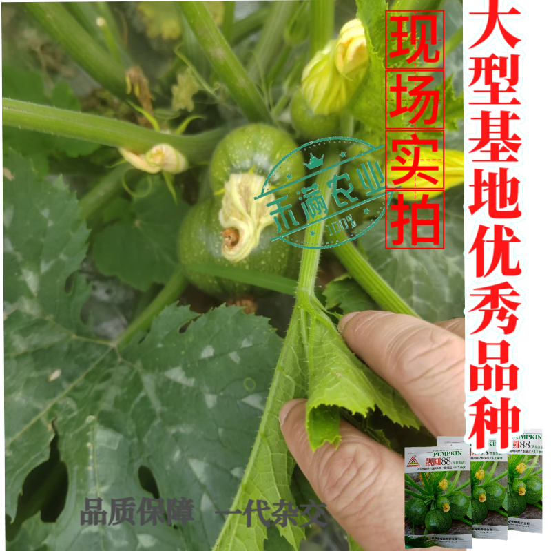 早熟无蔓圆葫南瓜种子靓圆88矮生嫩南瓜西葫芦种籽圆球形高