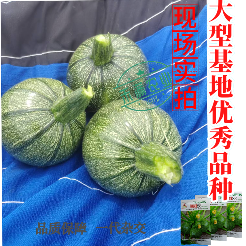 早熟无蔓圆葫南瓜种子靓圆88矮生嫩南瓜西葫芦种籽圆球形高