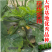 早熟无蔓圆葫南瓜种子靓圆88矮生嫩南瓜西葫芦种籽圆球形高