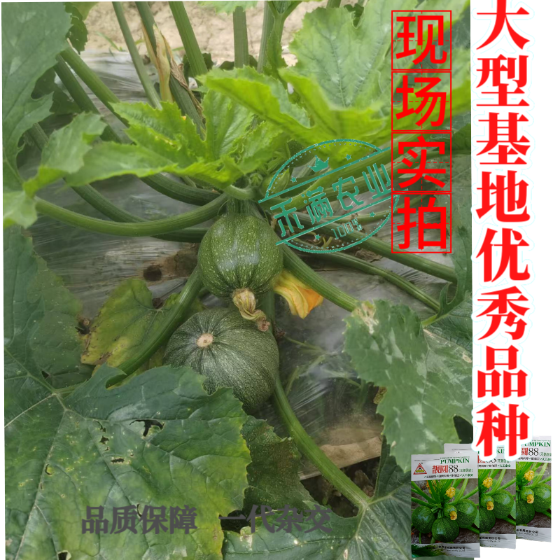 早熟无蔓圆葫南瓜种子靓圆88矮生嫩南瓜西葫芦种籽圆球形高