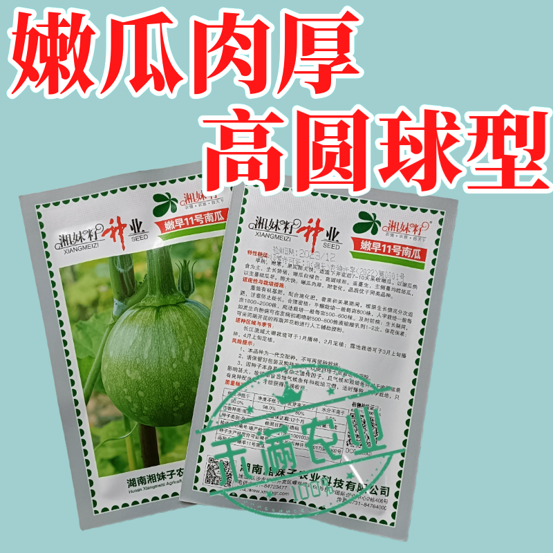 可爬地可搭架一串铃嫩早南瓜种子籽青南瓜种子嫩南瓜种籽小南