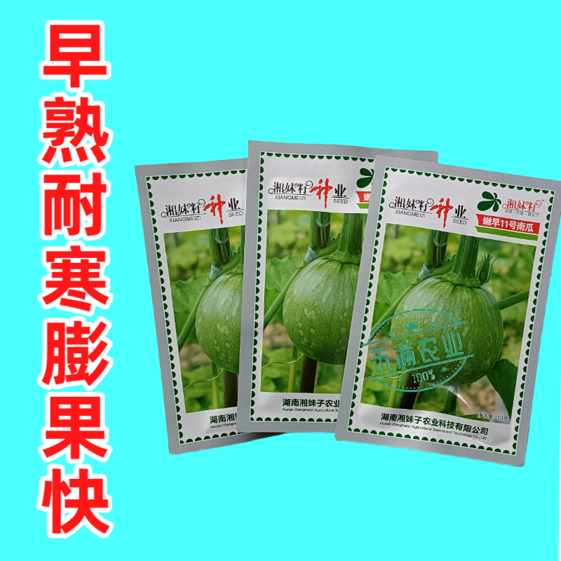 可爬地可搭架一串铃嫩早南瓜种子籽青南瓜种子嫩南瓜种籽小南