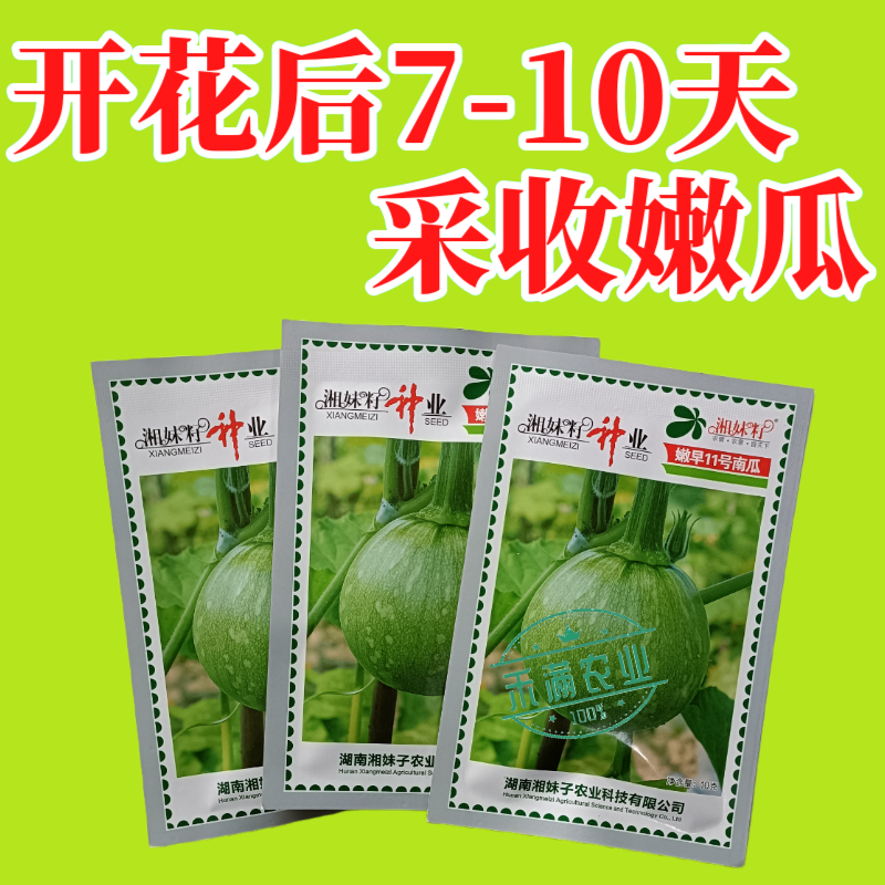 可爬地可搭架一串铃嫩早南瓜种子籽青南瓜种子嫩南瓜种籽小南