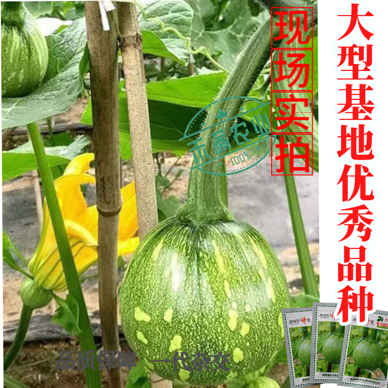可爬地可搭架一串铃嫩早南瓜种子籽青南瓜种子嫩南瓜种籽小南