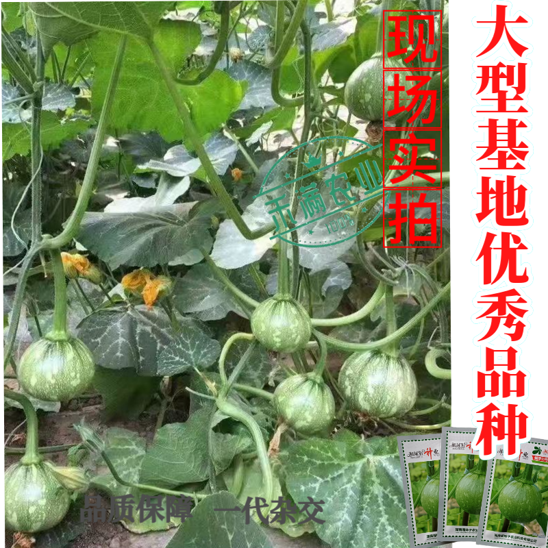 可爬地可搭架一串铃嫩早南瓜种子籽青南瓜种子嫩南瓜种籽小南