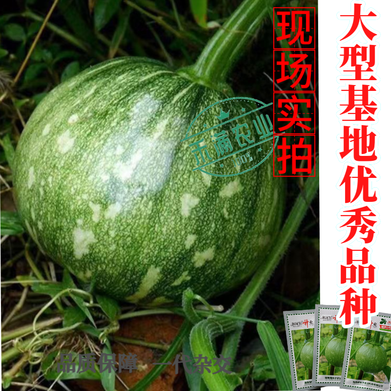 可爬地可搭架一串铃嫩早南瓜种子籽青南瓜种子嫩南瓜种籽小南
