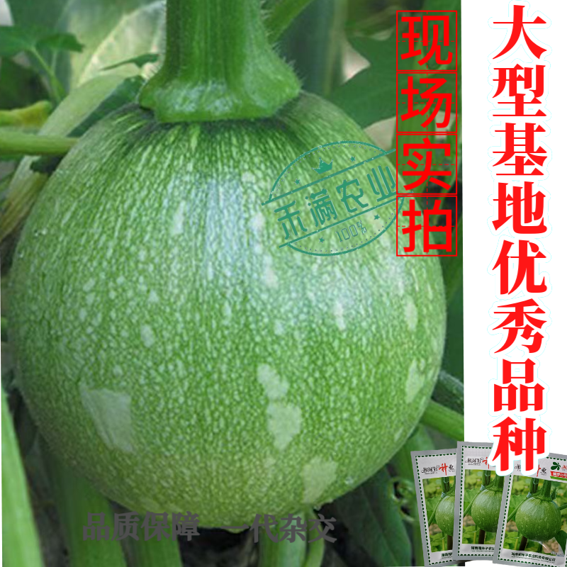 可爬地可搭架一串铃嫩早南瓜种子籽青南瓜种子嫩南瓜种籽小南