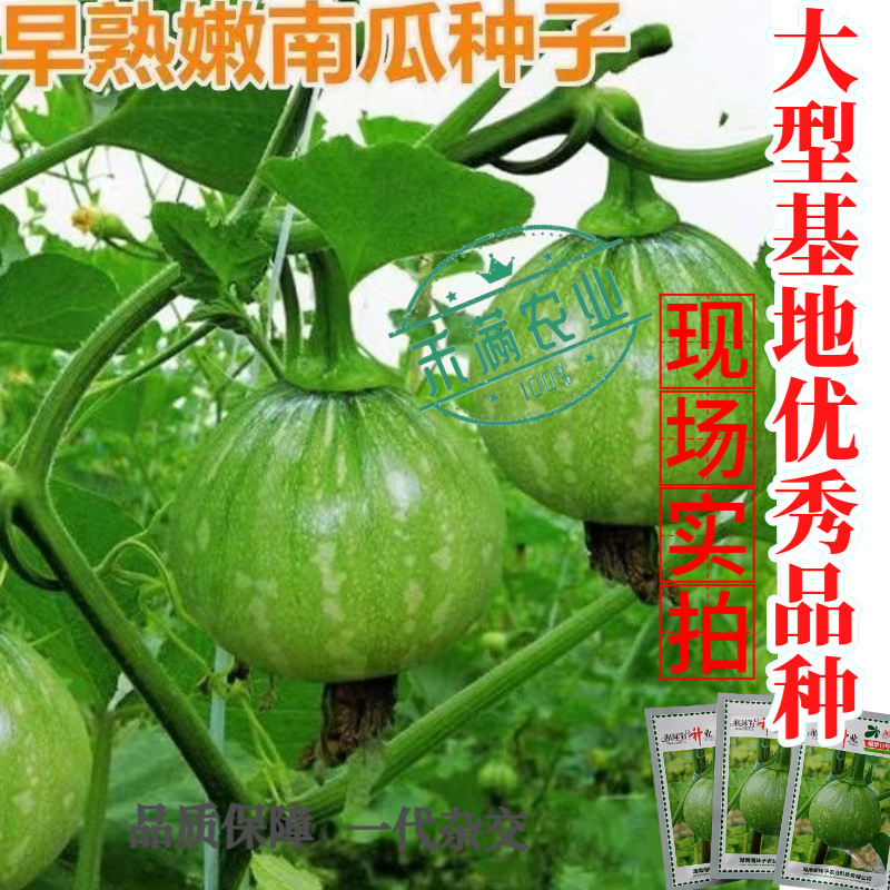 可爬地可搭架一串铃嫩早南瓜种子籽青南瓜种子嫩南瓜种籽小南