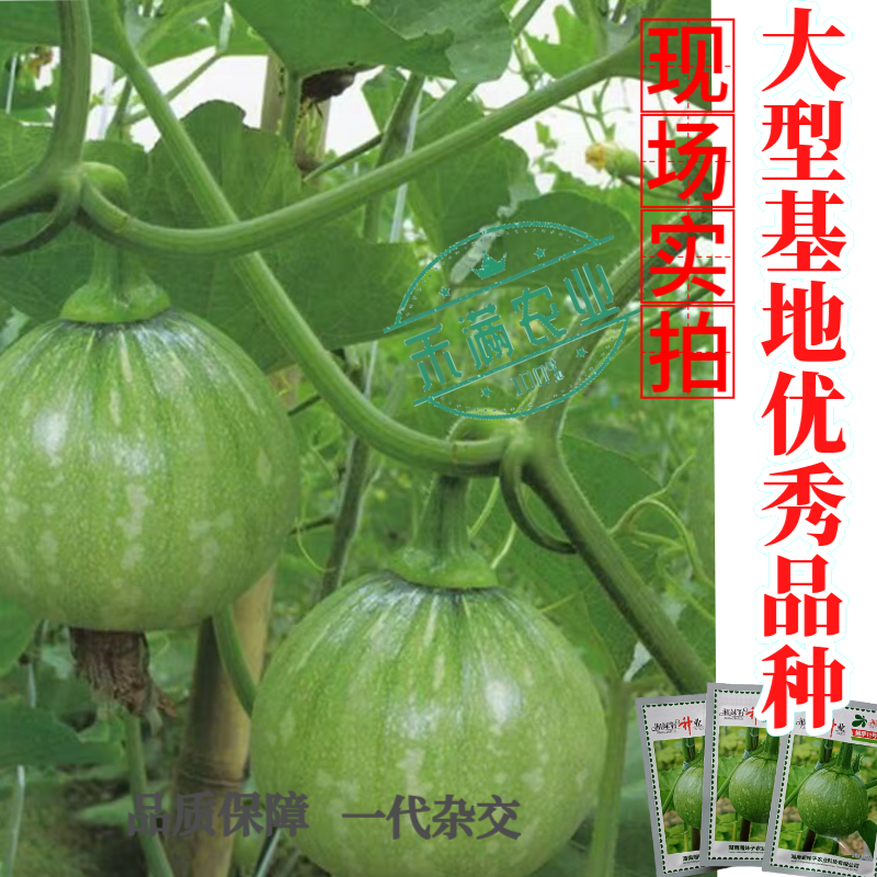可爬地可搭架一串铃嫩早南瓜种子籽青南瓜种子嫩南瓜种籽小南