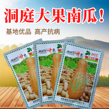 湘妹籽蜜本南瓜种子籽洞庭大果南瓜种籽单果重10斤大南瓜种