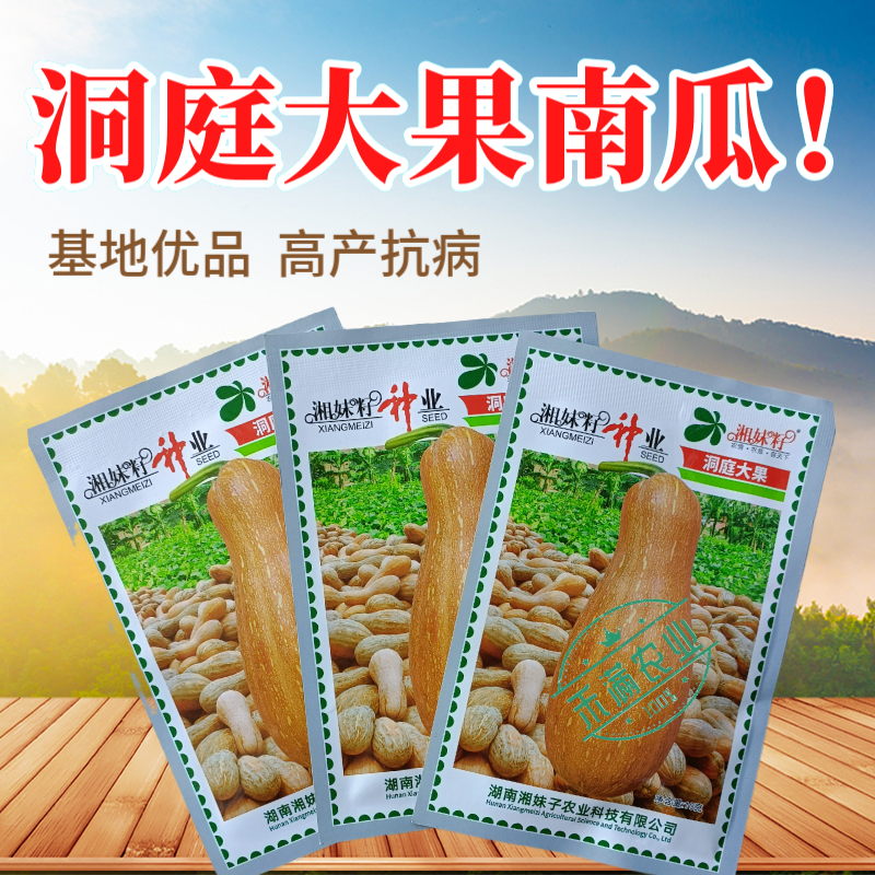 湘妹籽蜜本南瓜种子籽洞庭大果南瓜种籽单果重10斤大南瓜种