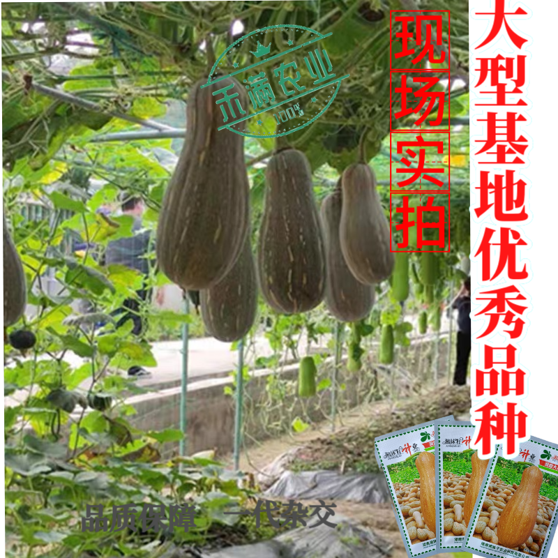 湘妹籽蜜本南瓜种子籽洞庭大果南瓜种籽单果重10斤大南瓜种
