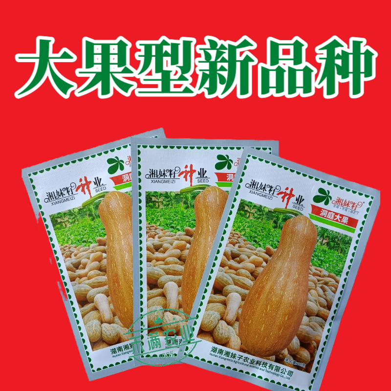 湘妹籽蜜本南瓜种子籽洞庭大果南瓜种籽单果重10斤大南瓜种