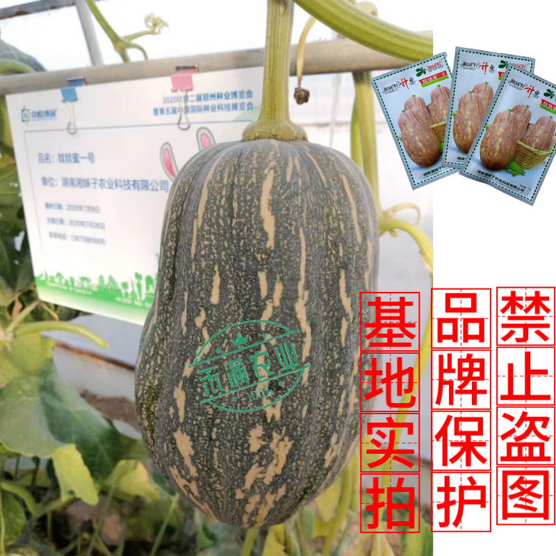湘妹籽娃娃蜜一号南瓜种子口感粉甜小型南瓜种子新品花生