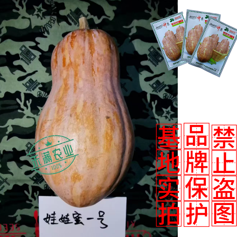 湘妹籽娃娃蜜一号南瓜种子口感粉甜小型南瓜种子新品花生