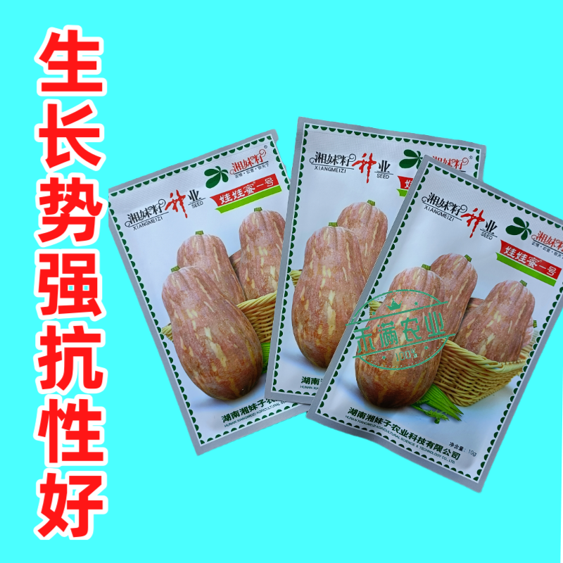 湘妹籽娃娃蜜一号南瓜种子口感粉甜小型南瓜种子新品花生