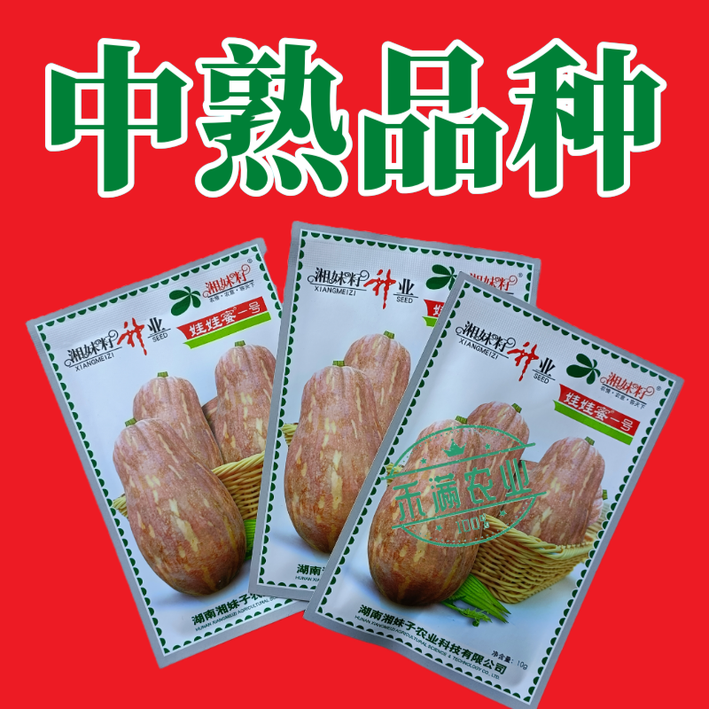 湘妹籽娃娃蜜一号南瓜种子口感粉甜小型南瓜种子新品花生
