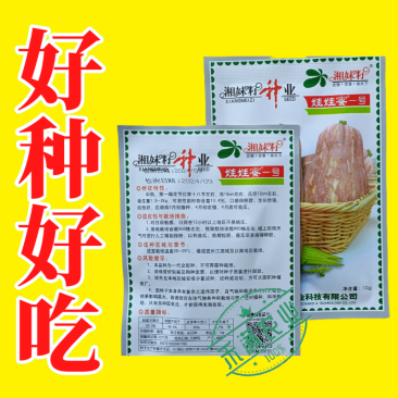 湘妹籽娃娃蜜一号南瓜种子口感粉甜小型南瓜种子新品花生