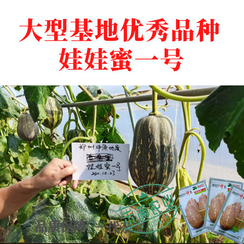湘妹籽娃娃蜜一号南瓜种子口感粉甜小型南瓜种子新品花生