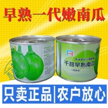 早熟小南瓜种子小青瓜一串铃绿皮黄肉小南瓜种籽蔬菜基地高产