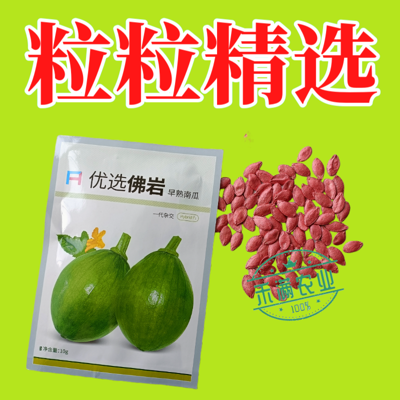 早熟小南瓜种子小青瓜一串铃绿皮黄肉小南瓜种籽蔬菜基地高产