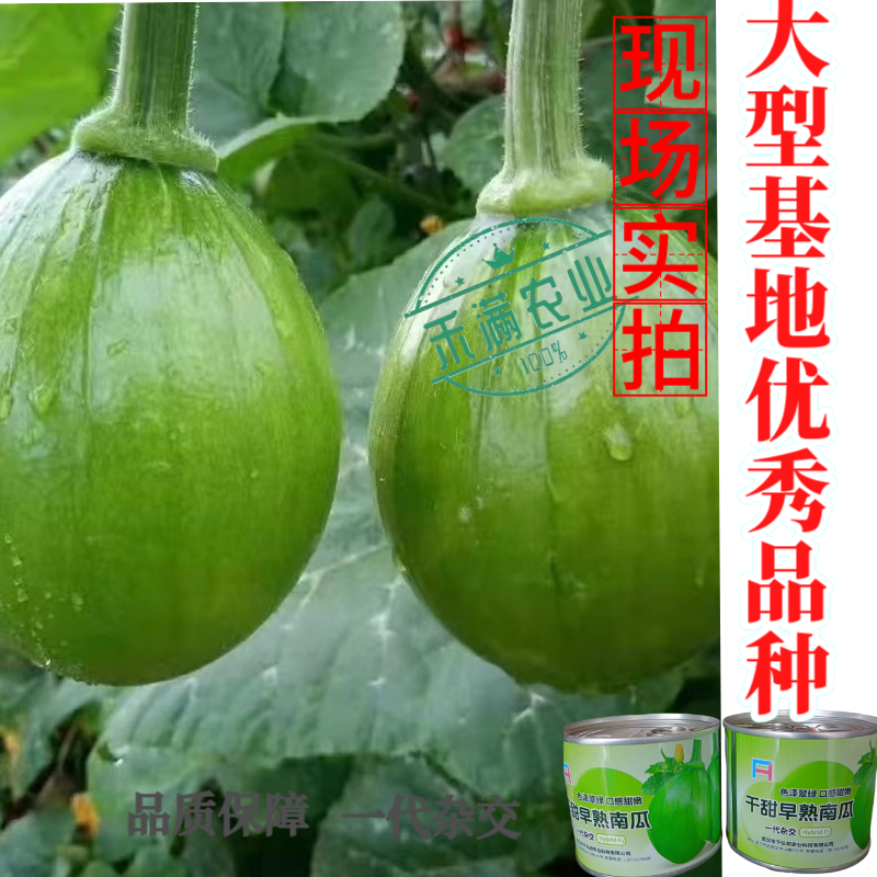 早熟小南瓜种子小青瓜一串铃绿皮黄肉小南瓜种籽蔬菜基地高产