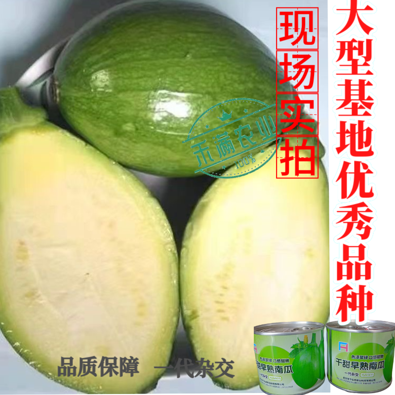 早熟小南瓜种子小青瓜一串铃绿皮黄肉小南瓜种籽蔬菜基地高产