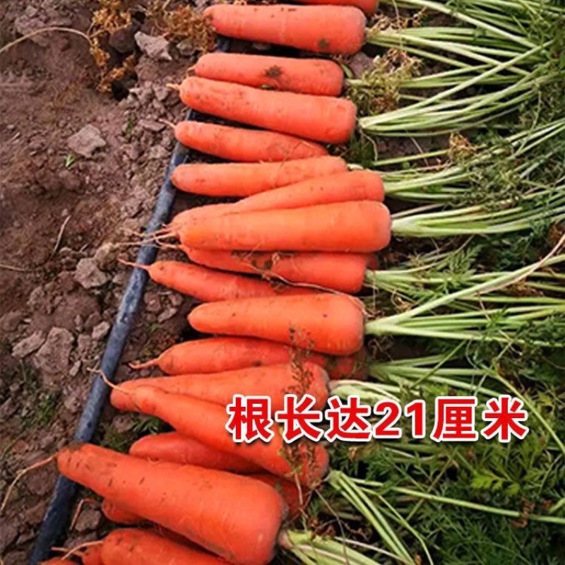 【广良种子】裕同新黑田胡萝卜种子夏播用日本原种水果胡萝卜