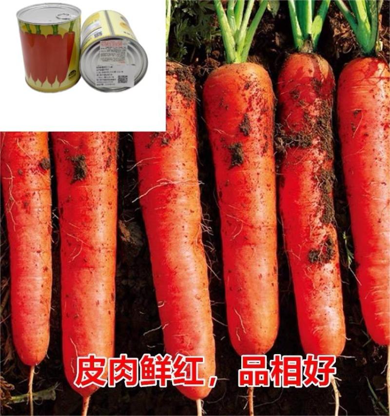 【广良种子】裕同新黑田胡萝卜种子夏播用日本原种水果胡萝卜