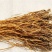 中药材新货野生龙胆草干精选农家天然苦胆草无硫中草药新货包