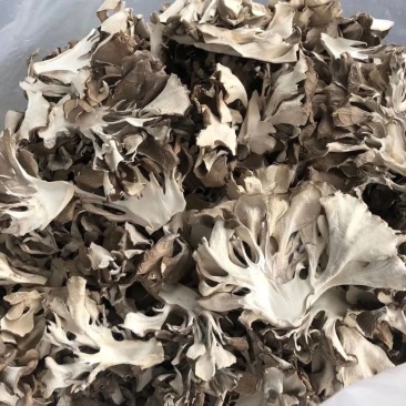 灰树花干货灰树菇食用菌绿色舞茸茶农家栗蘑千佛菌切片批发