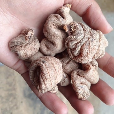 大货批发蛋蛋天麻产地货源量大从优