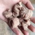 大货批发蛋蛋天麻产地货源量大从优