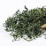 蒲公英茶散装花茶批发婆婆丁蒲公英根茶厂家直销大货量大从优