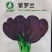 紫罗兰-菜种子抽薹较晚生长强势抗病甜嫩爽口四季播种