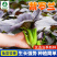 紫罗兰-菜种子抽薹较晚生长强势抗病甜嫩爽口四季播种