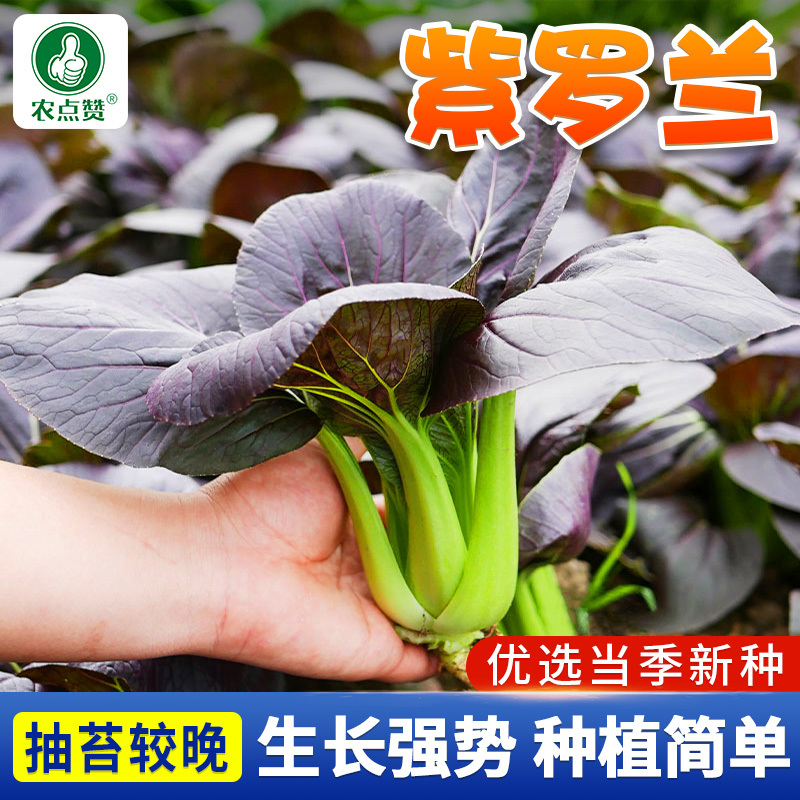 紫罗兰-菜种子抽薹较晚生长强势抗病甜嫩爽口四季播种