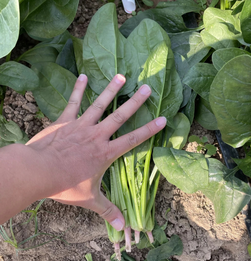 皇家夏墨-菠菜种子中早熟黑圆叶耐抽薹产量高耐热叶厚杂交