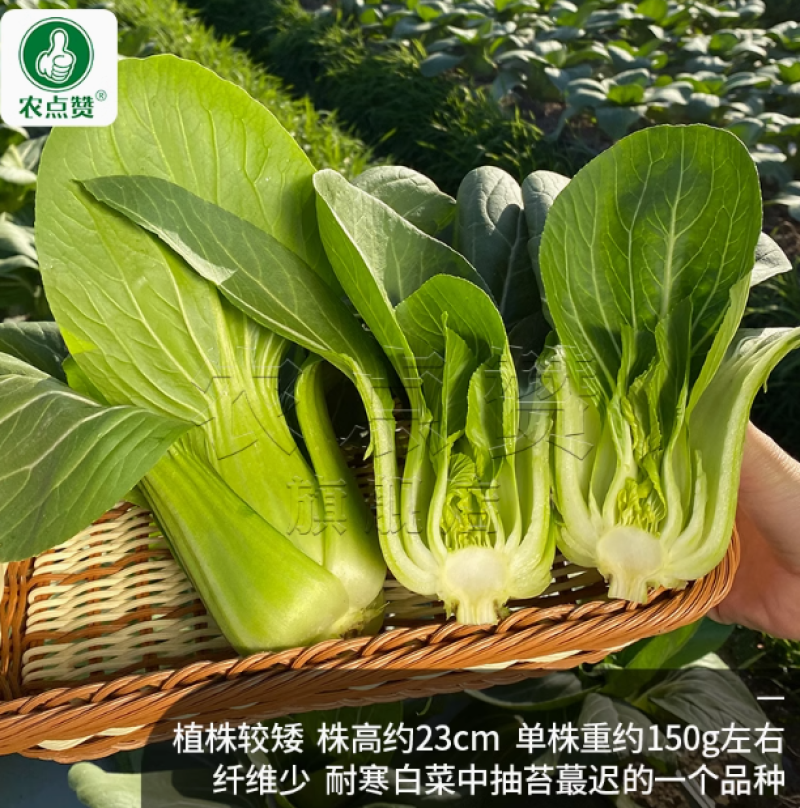 迟花六月慢-青梗菜种子耐抽薹耐寒耐热生长快优质