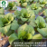 迟花六月慢-青梗菜种子耐抽薹耐寒耐热生长快优质