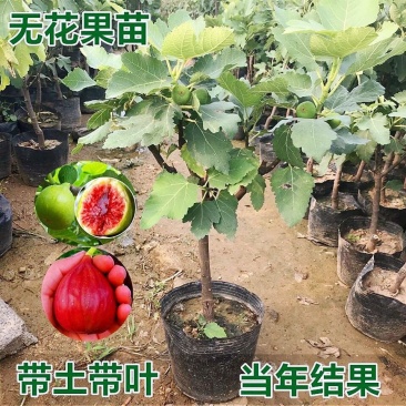 无花果树大小规格都有