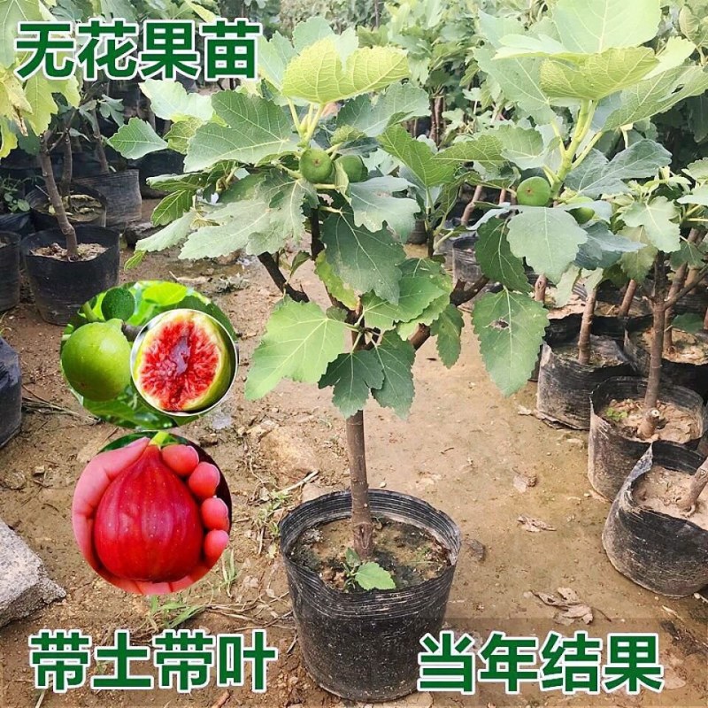 无花果树大小规格都有