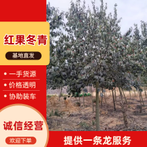 红果冬青量大从优欢迎采购绿化苗木乔灌木冬青