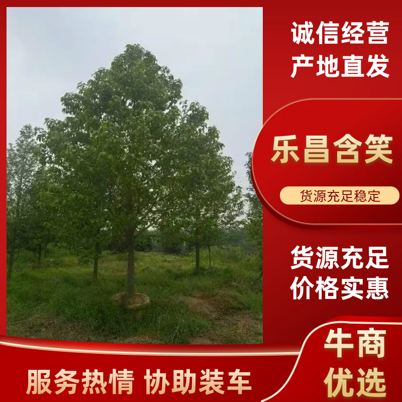 乐昌含笑
