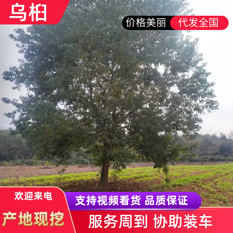 乌桕大量供应