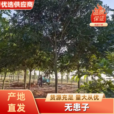 江西无患子品质保证产地直发可视频看货欢迎咨询