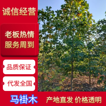 江西鹅掌楸一手货源库存充足全国可发货可视频看货欢迎咨询！